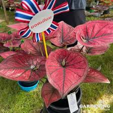 Caladium ‘Wang Tong’: A Stunning Foliage Plant for Home Decor