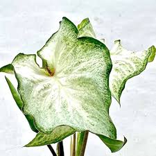 Caladium White Wonder: A Stunning Choice for Home and Garden Décor