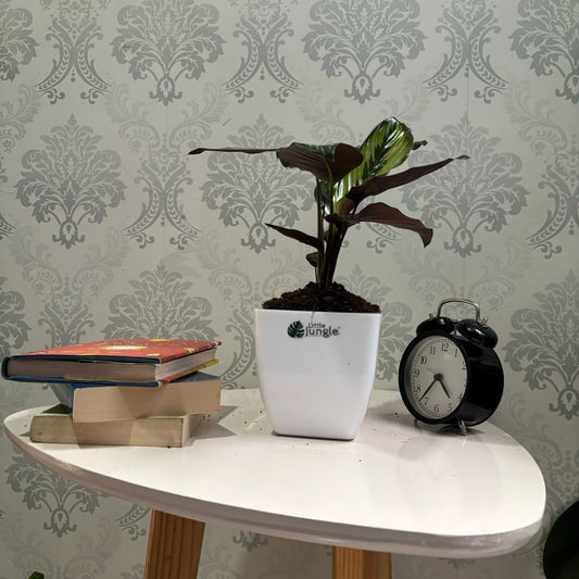 Calathea Beauty Star: A Striking Indoor Plant for Home Decor