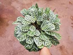 Calathea Burl Marxii: A Stunning Air-Purifying Indoor Plant for Home Décor