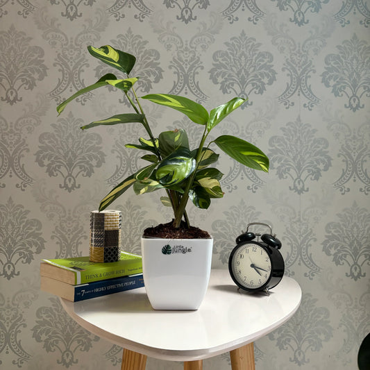 Calathea Golden Mosaic: The Exotic Houseplant for Stunning Home Décor and Air Purification