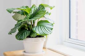 The Origin, Characteristics, and Natural Purpose of Calathea Orbifolia