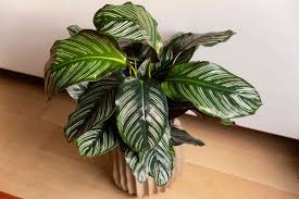 Calathea Ornata: A Striking Indoor Plant for Home Decor and a Healthier Living Space