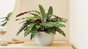 Calathea Rattlesnake: A Stunning Indoor Plant with Natural Beauty and Benefits