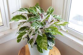 The Origin and Beauty of Calathea White Fusion: A Stunning Indoor Plant