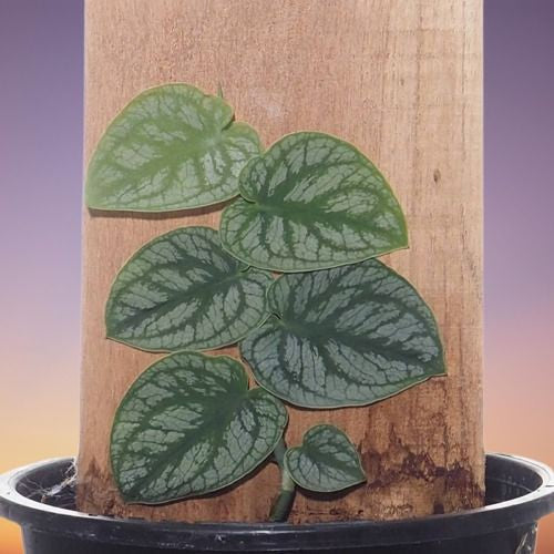 Monstera Dubia: A Rare Climbing Beauty for Indoor Plant Collectors