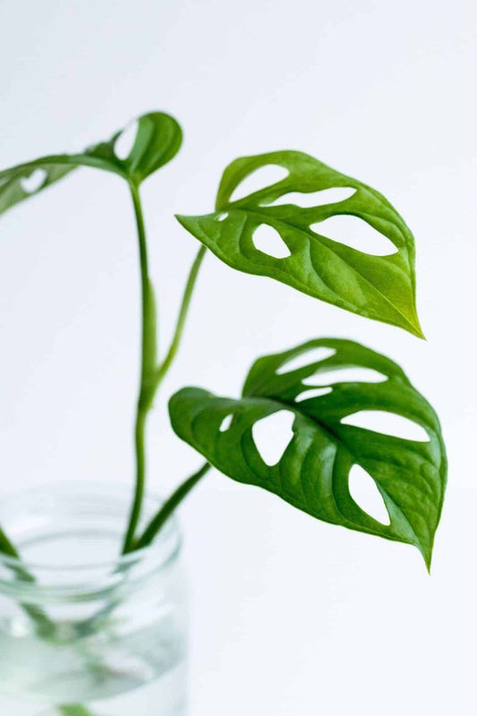 Monstera Adansonii: A Stunning Indoor Plant for Decor and Clean Air