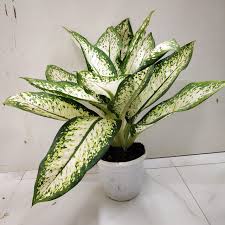 The Beauty and Benefits of Dieffenbachia Delilah: A Stunning Indoor Plant for Home Decor