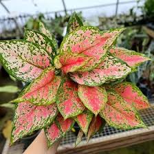 Aglaonema Red Valentine: A Heartfelt of Cherry red for Your Home's Love Story!