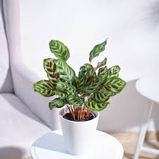 Calathea Peacock: A Feathered Dance of Color for Your Indoor Stage!