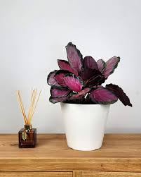 Calathea Rosy: A Whisper of Pink Grace for Your Indoor Garden!