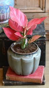 Aglaonema Pink Star: A Stellar Burst of Rosy Charm for Your Home!