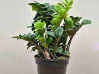 ZZ Zenzi: The Effortlessly Trendy Plant That Blooms on Neglect (Yes, Really!)