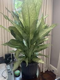 Dieffenbachia Camouflage: The Perfect Indoor Plant for Home Decor and Air Purification