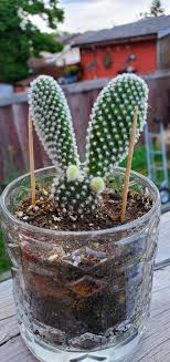 The Bunny Ear Cactus: A Low-Maintenance Plant for Busy People