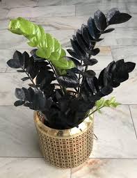 ZZ Black Raven: The Dark Knight of Indoor Plants ( And Super Easy to Care For! )