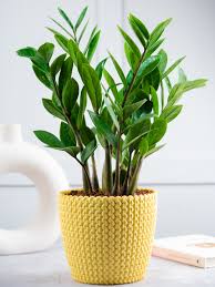 ZZ Green: Your Dependable Green Buddy for a Happy Home