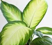 Dieffenbachia Honey Dew: A Stunning Indoor Plant for Home Decor