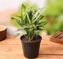 Dieffenbachia Sparkles: The Perfect Ornamental Houseplant for Your Home