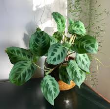 Maranta Leuconeura Green: The Prayer Plant That Moves With You (And Cleans Your Air!)