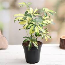 Schefflera Miniature Variegated: Your Tiny Tree of Sunshine (And Easy Breezy Care!)
