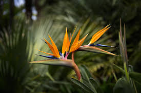 Bird of Paradise: A Tropical Vacation in Your Living Room