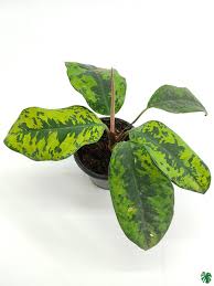 Homelomena Camouflage: The Secret Agent of Indoor Plants (And Super Easy to Care For!)