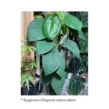 Syngonium Chiapense: A Unique Houseplant for Home Decor
