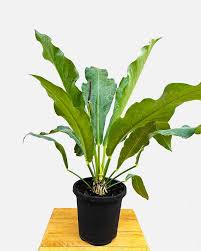 Hello, Happy Hookeri! Meet This Amazing Indoor Plant