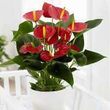Anthurium Red: A Fiery Heart for Your Indoor Jungle!