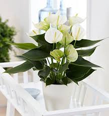 Anthurium White: A Breath of Fresh Elegance for Your Home!