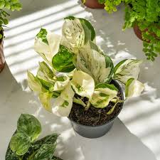 Pothos Manjula: A Living Work of Art That's Super Easy to Love!