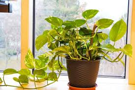 Pothos Epipremnum Cebu Blue: Dive into the Deep End of Plant Coolness!