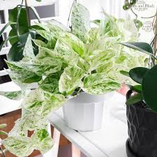 Pothos Marble Queen: A Swirl of Elegance for Your Indoor Jungle!