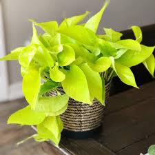 Pothos Neon: A Jolt of Lime Green Joy for Your Indoor Space!