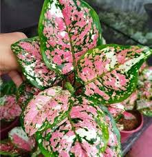 Aglaonema Tricolor: A Blending Masterpiece for Your Indoor Jungle