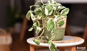 Pothos N'Joy: Tiny Treasures of Green and White for Your Happy Home!