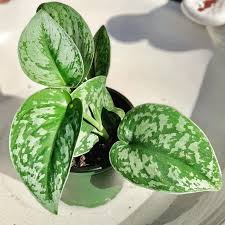 Pothos Satin: A Touch of Sparkling Elegance for Your Indoor Jungle!