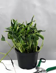 Pothos Shangri-La: The Curly-Haired Wonder That Brings Happy Vibes!
