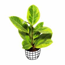 Ficus Altissima Variegata: A Rare Gem That Brings the Jungle's Posh to Your Home!