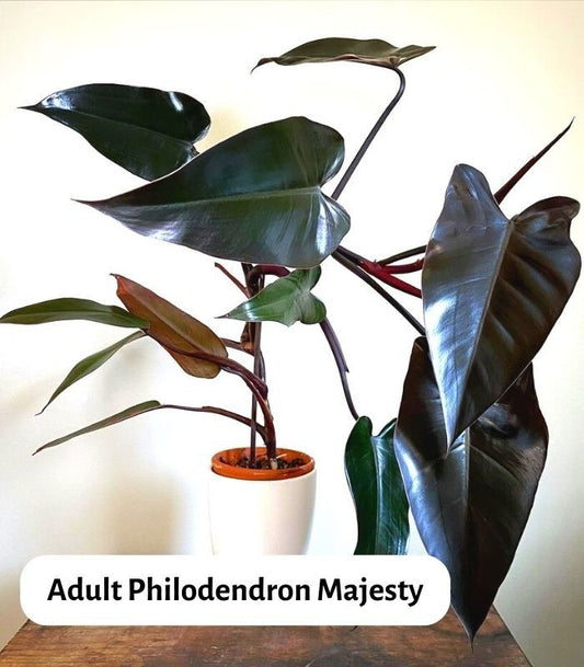 Philodendron Black Majesty: The Ultimate Indoor Plant for Home Decor & Air Purification