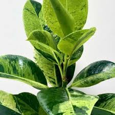 Ficus Shivereana: The Bubbly Beauty That Makes Your Home Pop!
