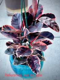 Ficus Elastica Pink: A Splash of Joyful Elegance for Your Indoor Jungle!