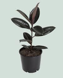 Ficus Elastica 'Black Knight': The Dramatic Dark Beauty for Your Indoor Jungle!