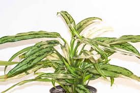 Aglaonema Cutlass Variegated: The Sword-Leafed Star That Brightens Your Home!