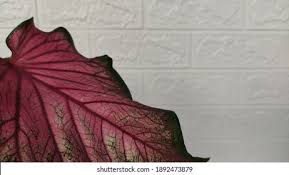 Caladium Thai Red Jaguar: A Stunning Ornamental Plant for Home Décor