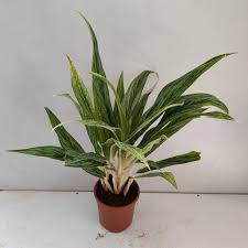 Aglaonema Cutlass White Stem: A Polished Edge of Modern Green for Your Home!