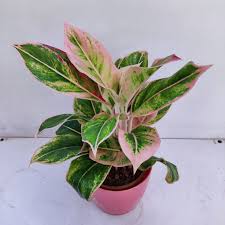 Aglaonema Pink Aurora: A Dreamy Blush of Color for Your Indoor Oasis!