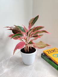 Aglaonema Pink Lipstick: A Sweet Burst of Color for Your Happy Home!