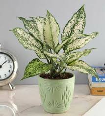 Aglaonema Snow White: A Pure, Bright Breeze of Refinement for Your Home!